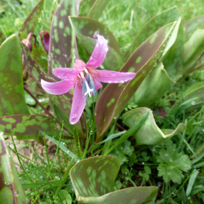 Erythronium dens-canis