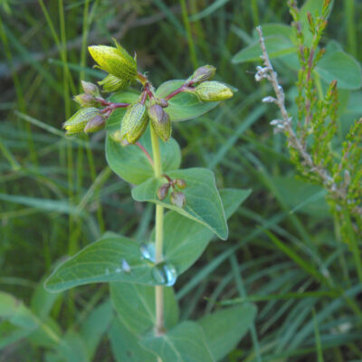 Hypericum richeri burseri