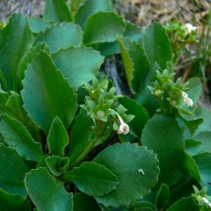 Primula integrifolia