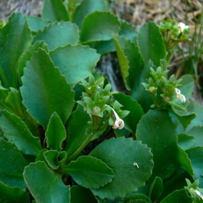 Primula integrifolia
