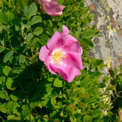Rosa pendulina