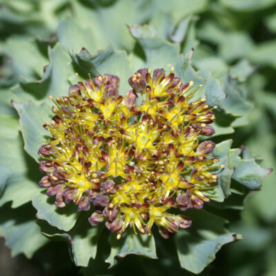 Sedum roseum