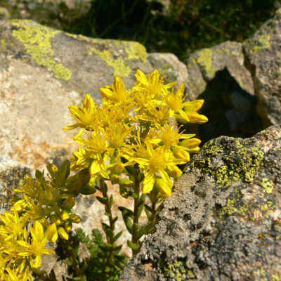 Sedum rupestre