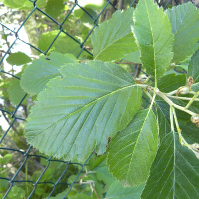 Sorbus intermedia