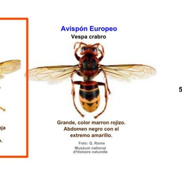 Proyecto para el control de la avispa asiática