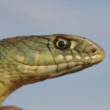 RESCATE DE REPTILES Y ANFIBIOS DE LOS ALJIBES DEL VALLE DEL EBRO