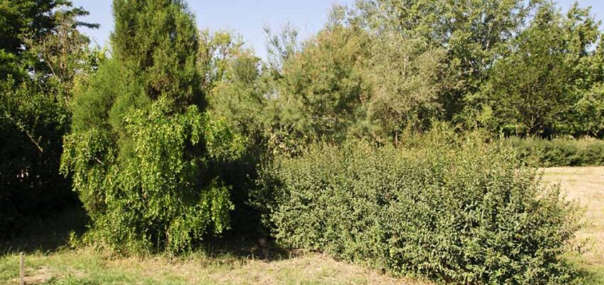 Vivero. La Alfranca. Pastriz (Z)