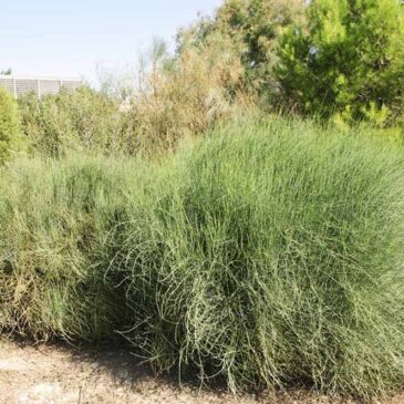 Memoria de actividades del vivero 2012