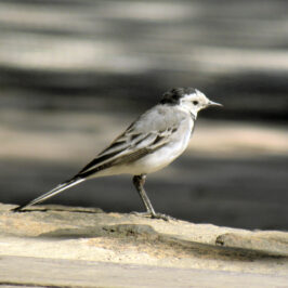 Río Ebro. Lavandera blanca (Motacilla alba)