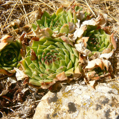 Sempervivum montanum montanum cf