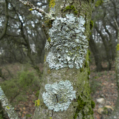 Liquen sobre Quercus ilex ballota