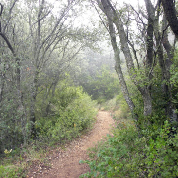 BOTÁNICA. Gorgas de San Julián  (Huesca)