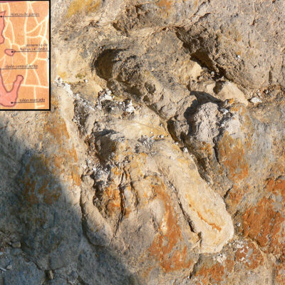 Huella de dinosaurio