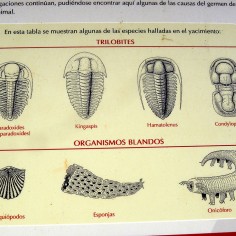 Especies halladas en Murero (cartel)