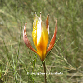 Tulipa sylvestris australis