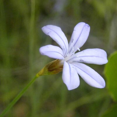 Aphyllanthes monspeliensis