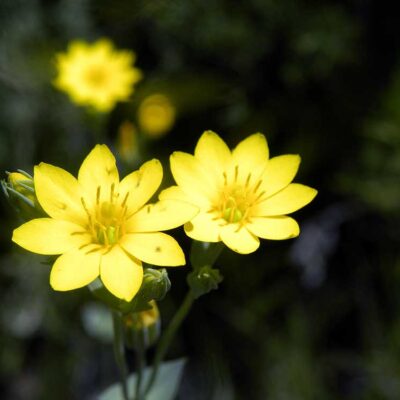 Blackstonia perfoliata