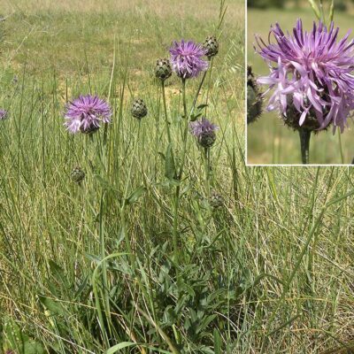 Centaurea scabiosa