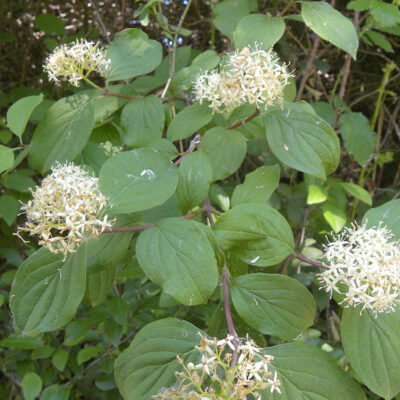 Cornus sanguinea (Cornejo)