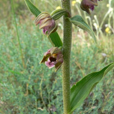 Epipactis atrorubens