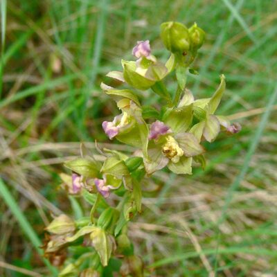 Epipactis tremolsii