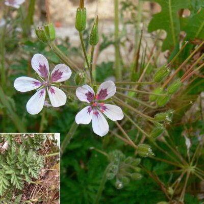 Erodium gaussenianum