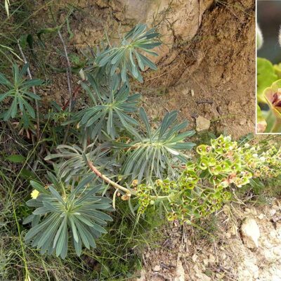 Euphorbia characias