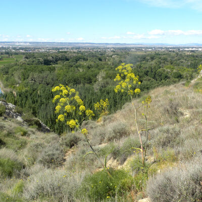 Ferula communis (Cañaferma)