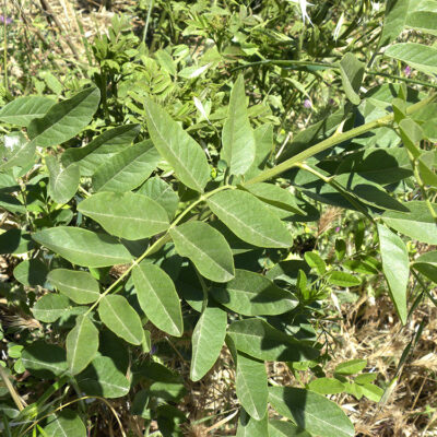 Glycyrrhiza glabra (Regaliz)