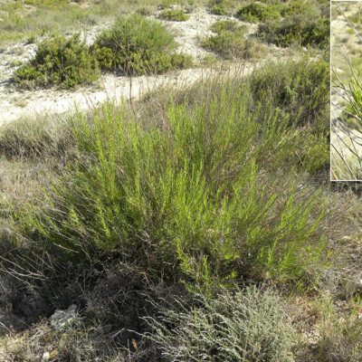 Gypsophila struthium hispanica (Albada)