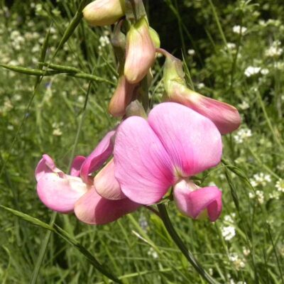 Lathyrus latifolius