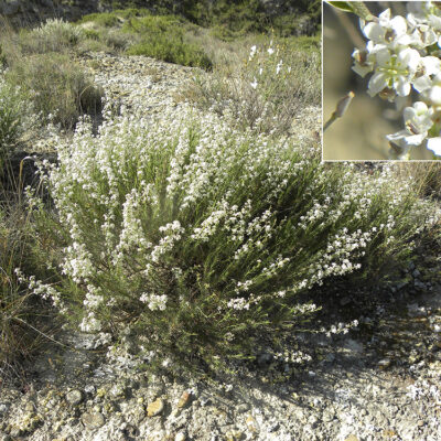 Lepidium subulatum (Tomillo falso)