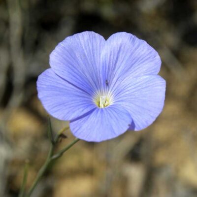Linum narbonense