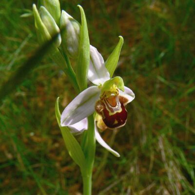 Ophrys apifera