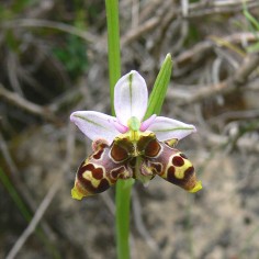 Ophrys picta (flores siamesas)