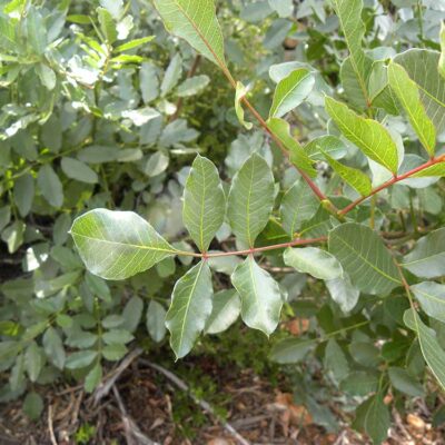 Pistacia terebinthus