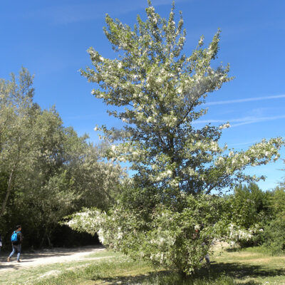 Populus nigra (Chopo negro)