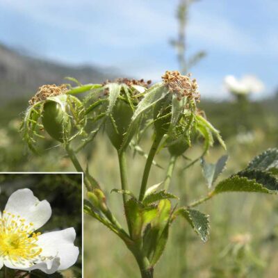 Rosa agrestis
