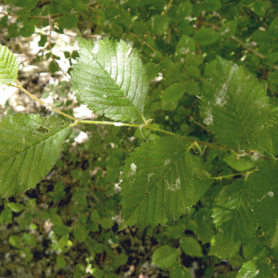 Ulmus minor (Olmo).