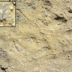 11 Fósiles en la Fm. Belsué-Atares (3ª parada)