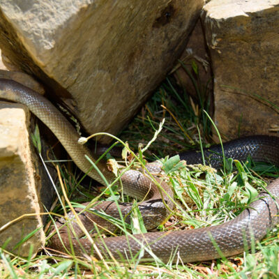 Culebra de esculapio (Zamenis longissimus). 