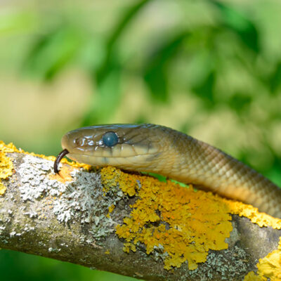 Culebra de esculapio (Zamenis longissimus). Detalle de la cabeza