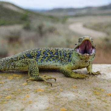 ANFIBIOS Y REPTILES: RESCATES EN ALJIBES