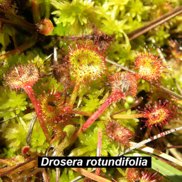 Botánica. Orihuela del Tremedal