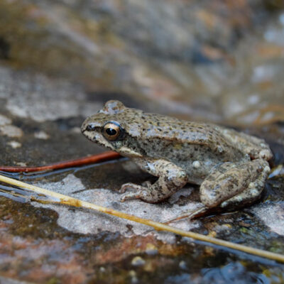 Rana pirenaica (Rana pyrenaica).