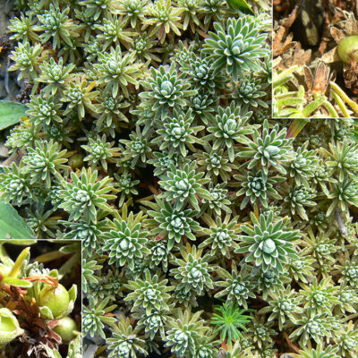 Androsace vitaliana vitaliana