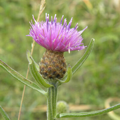 Centaurea debauxii
