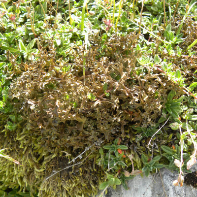 Cetraria islandica Liquen de los renos