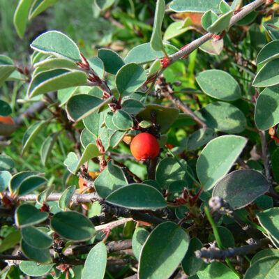 Cotoneaster integerrimus