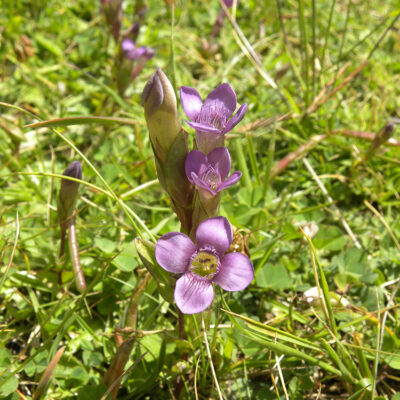 Gentianella campestris